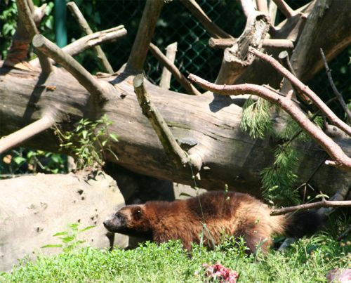 Diertje van de Hellbrunn Zoo