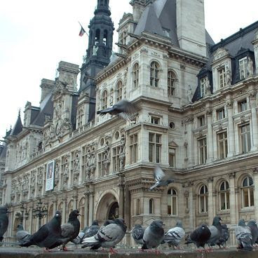 Duiven aan het Hôtel de Ville