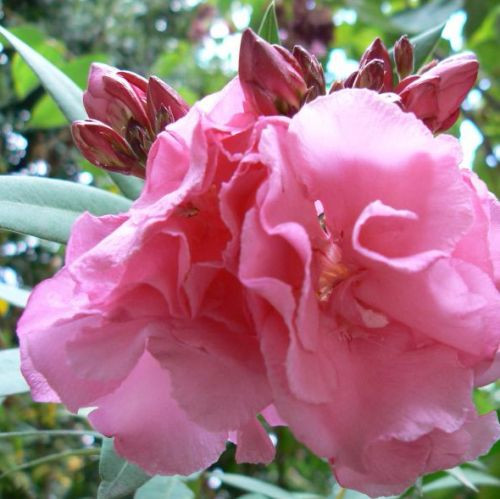 Bloem in de Jardin Botánico de Córdoba