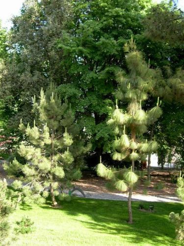 Bomen in de Jardin Botánico de Córdoba