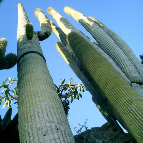 Cactussen in de Jardin Exotique