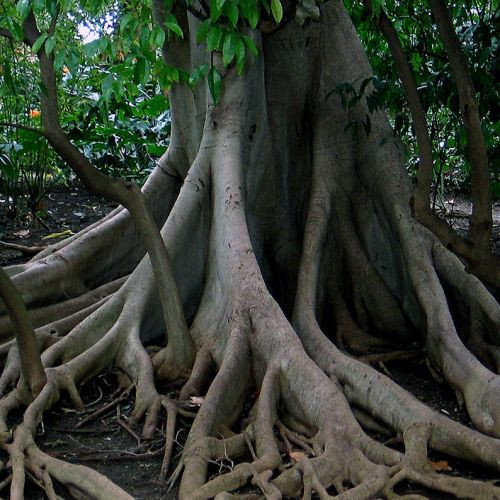 Wortels van een boom