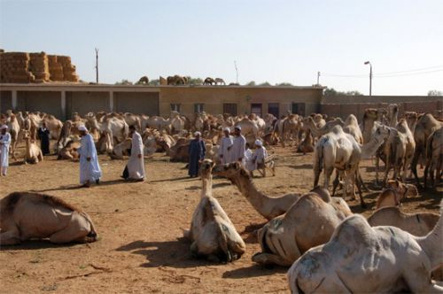 Beeld van de Birqash Kamelenmarkt