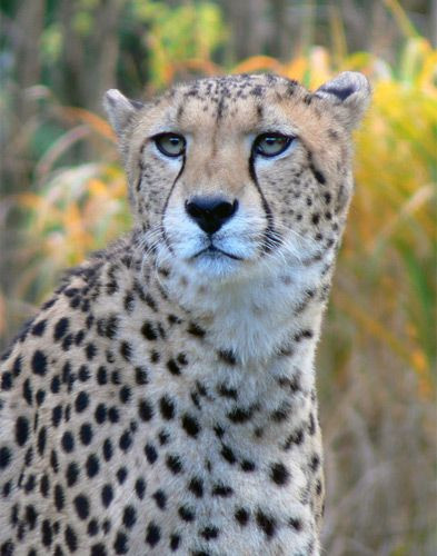 Cheetah in de Kölner Zoo