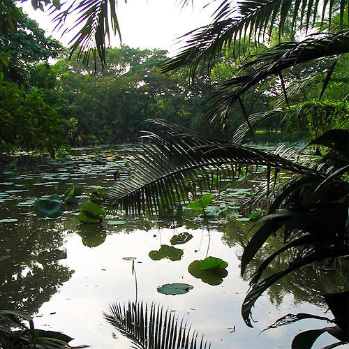 Vijver in het Koninklijk Rama IX park