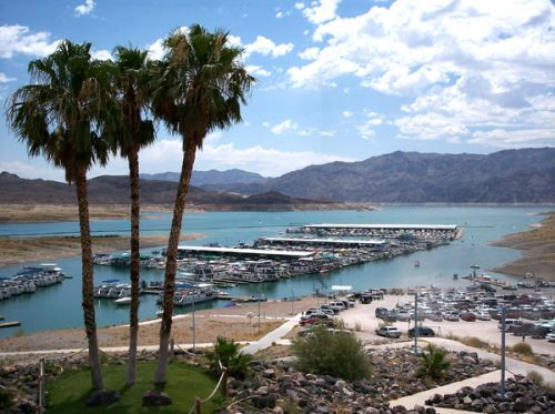 Palmbomen bij Lake Mead