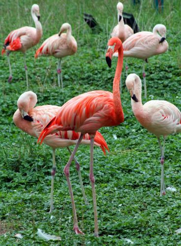 Flamingo's