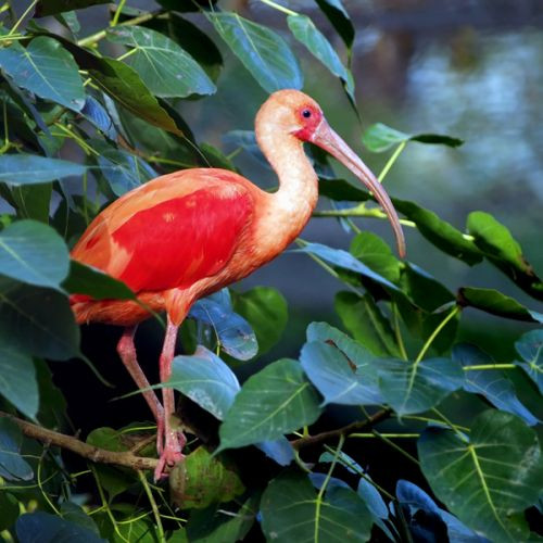 Vogel in de Las Vegas Zoo