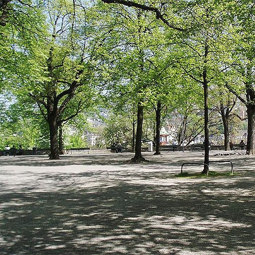 Bomen in het Lindenhof