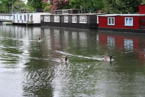Ganzen op Regent's Canal