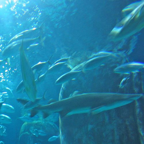 Haaien in het London Aquarium