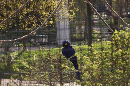 Vogel in de London Zoo