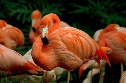 Flamingo's in de Los Angeles Zoo