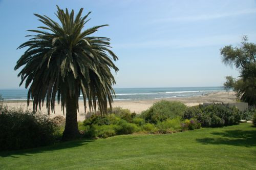 Palmboom in Malibu