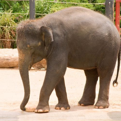 Olifant in de Melbourne Zoo