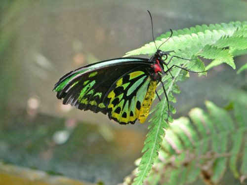 Vlinder in de zoo van Melbourne