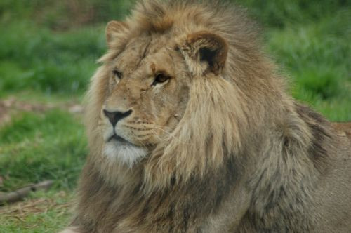 Leeuw in de Royal Melbourne Zoological Gardens