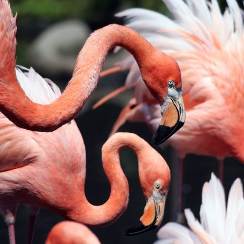 Flamingo's in de Miami MetroZoo