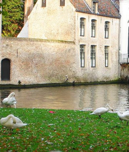 Zwanen in het Minnewaterpark