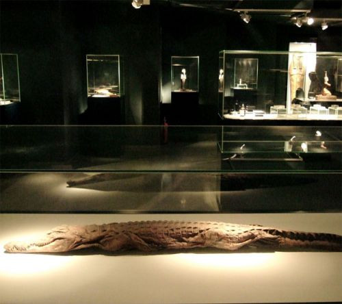 Krokodil in het Mummificatiemuseum