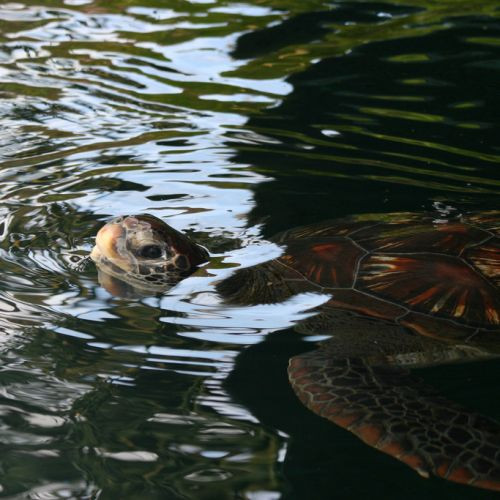 Schildpad in het Aquarium Musée d’Arcachon