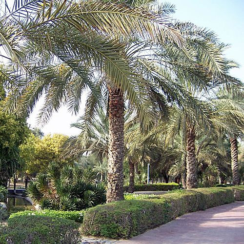 Palmbomen in Mushrif Park