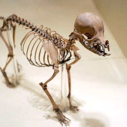Skelet in het Natuurhistorisch Museum