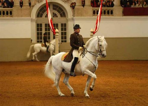 Dressuur in de Spaanse Rijschool