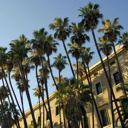 Palmbomen in Malaga