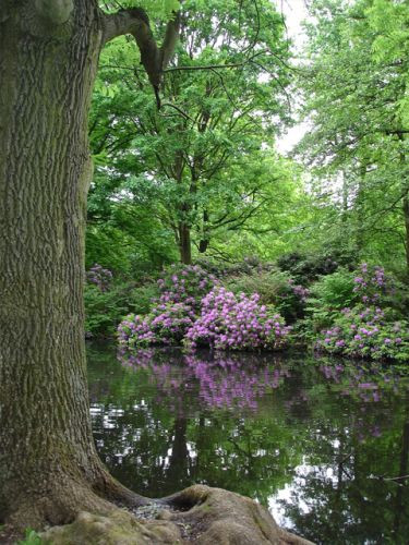 Vijver in het Park Tiergarten