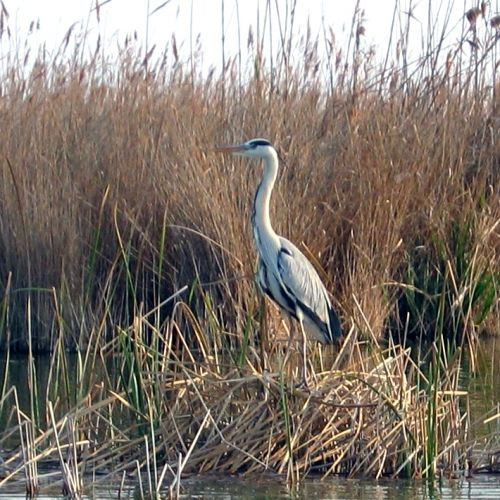 Reiger nabij Valencia