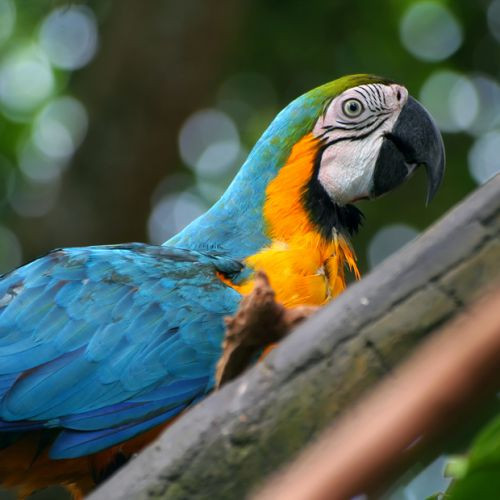 Papegaai op Parrot Jungle Island