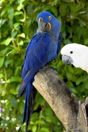 Vogels op Parrot Jungle Island
