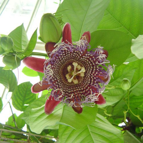 Bloem in de Nationale Plantentuin van België