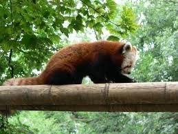 Rode panda