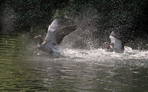 Ganzen in Regent’s Park