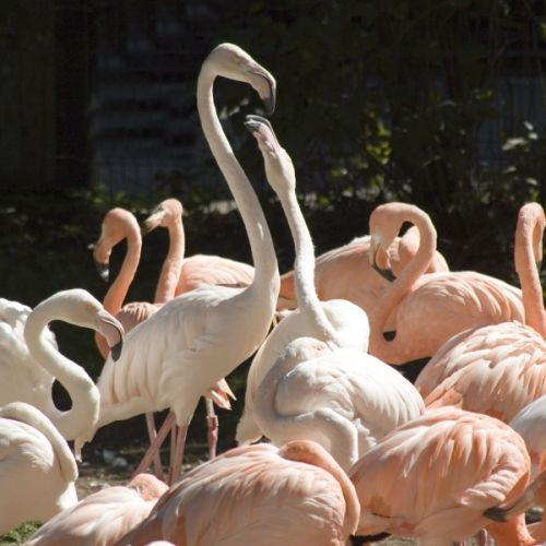 Flamingo's in Riga