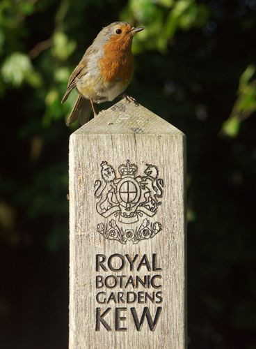 Roodborstje in de Royal Botanic Gardens