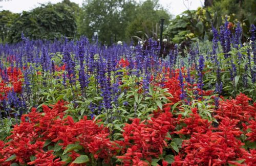 Bloemen in de Royal Botanic Gardens