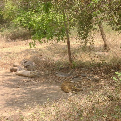 Dier in het Sanjay Gandhi National Park