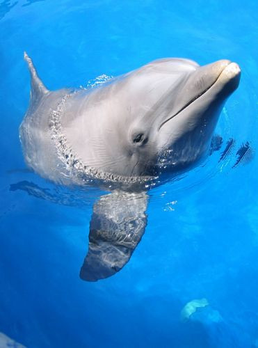 Dolfijn in het Seaquarium