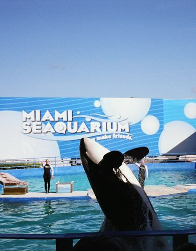 Orka van het Seaquarium