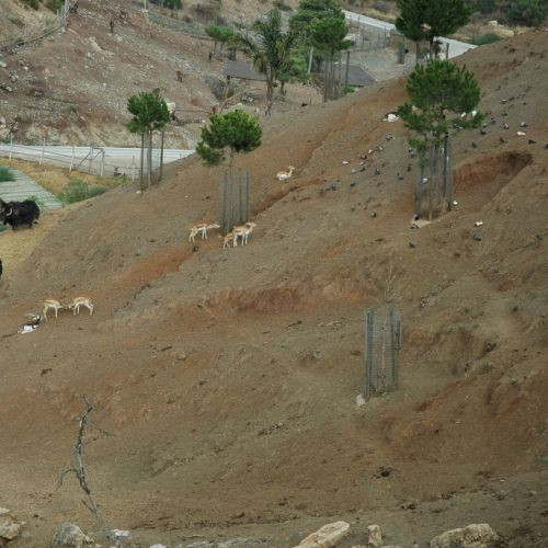 Heuvel in het Selwo Aventura