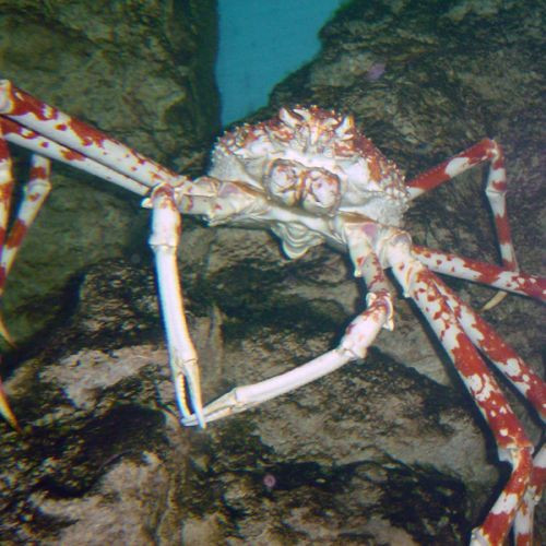 Krab in het Shedd Aquarium