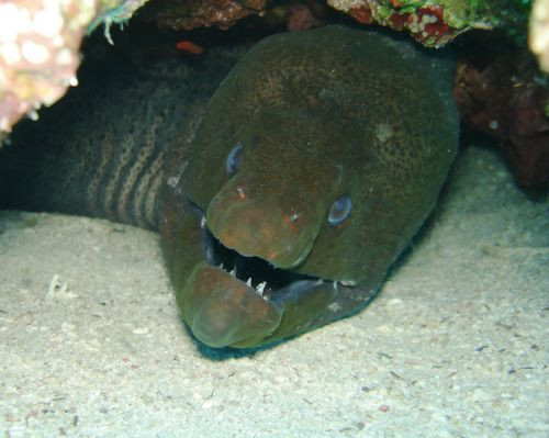 Murene in Aquatopia Antwerpen