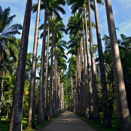 Palmbomen in de Jardím Botanico