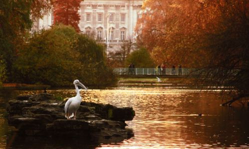 Pelikaam in St. James’s Park