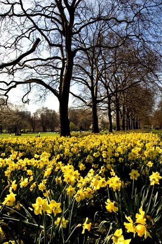 Narcissen in St. James’s Park