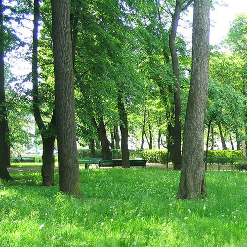 Bomen in de Zomertuin