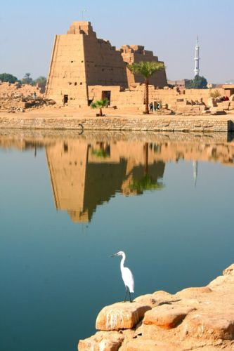 Reiger aan de Tempels van Karnak